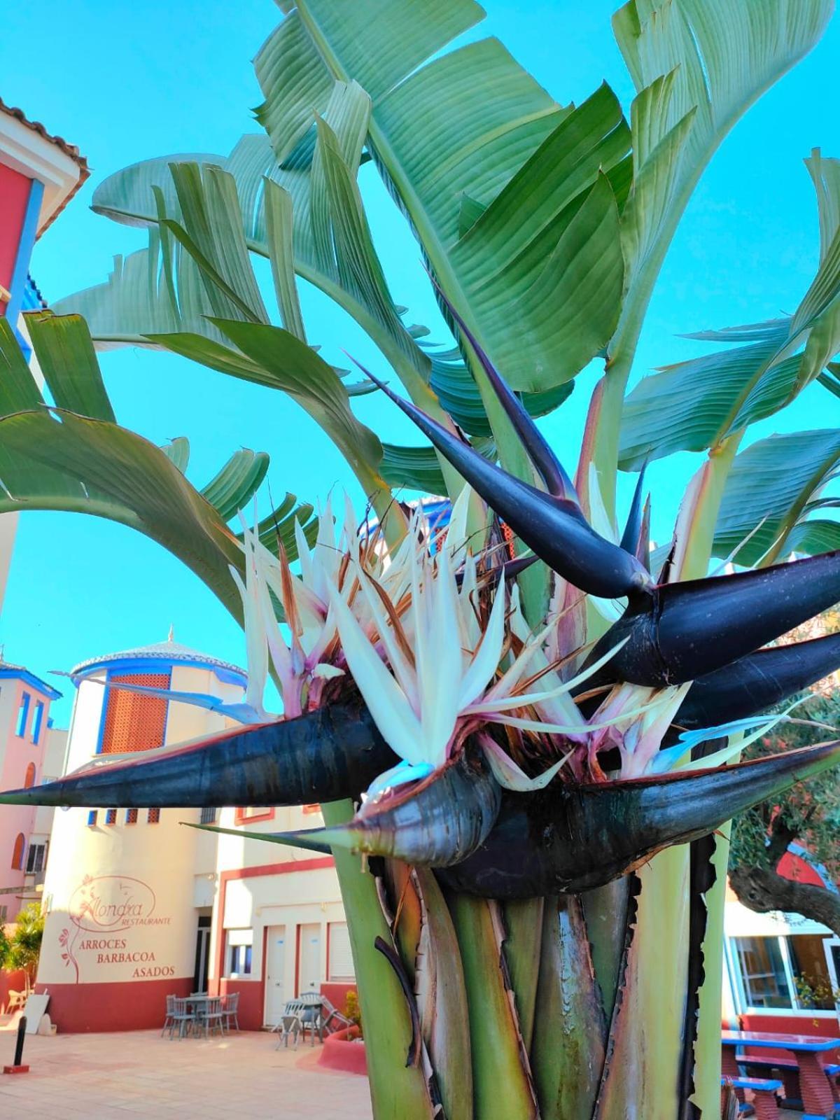 Apartmán Casa De Buenos Dias Torrevieja Exteriér fotografie